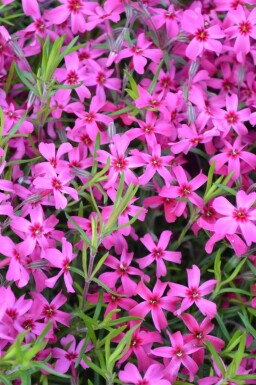 Moss phlox Phlox subulata 'Scarlet Flame' 5-10 pot P9