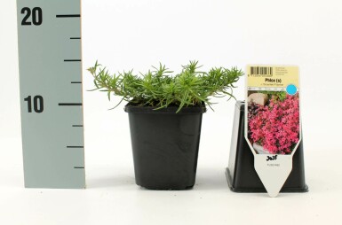 Moss phlox Phlox subulata 'Scarlet Flame' 5-10 pot P9 Phlox subulata 'Scarlet Flame'