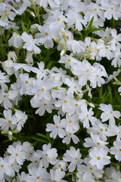 Moss phlox Phlox subulata 'White Delight' 5-10 pot P9 Phlox subulata 'White Delight'