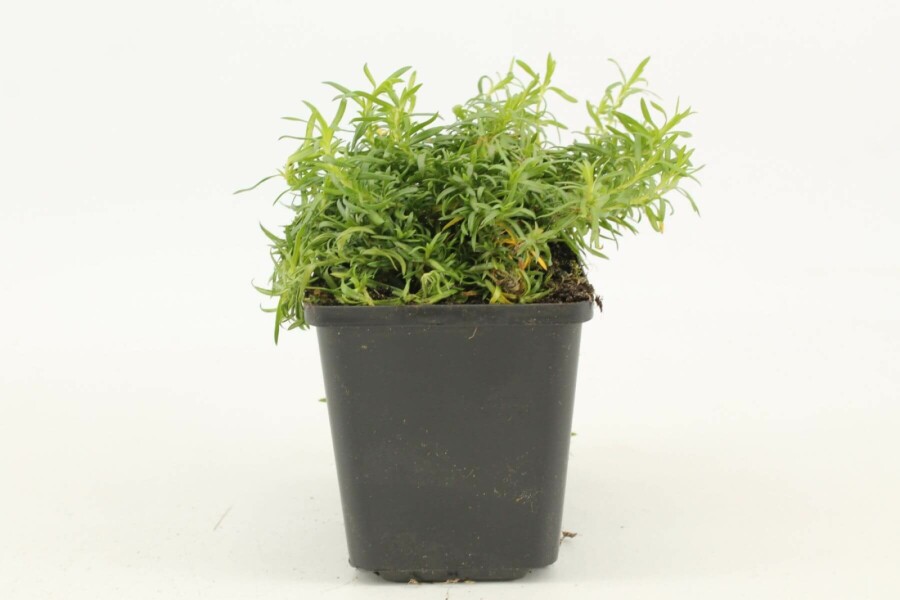 Moss phlox Phlox subulata 'White Delight' 5-10 pot P9 Phlox subulata 'White Delight'