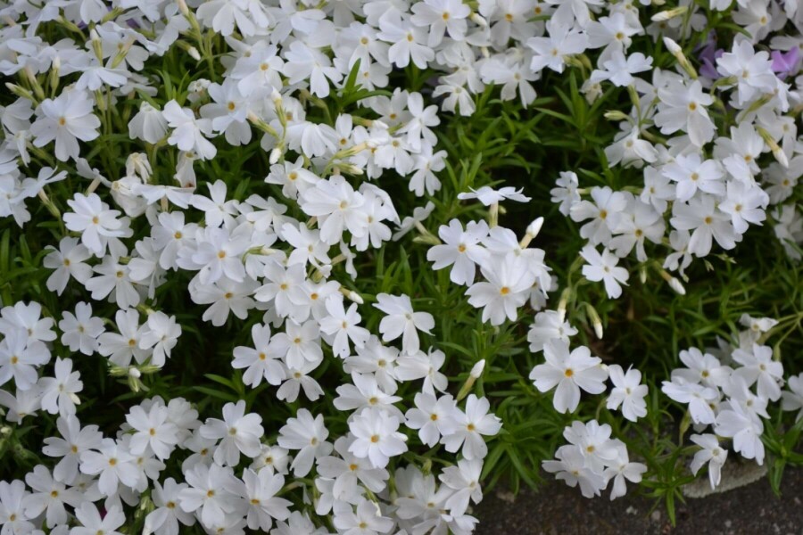 Moss phlox Phlox subulata 'White Delight' 5-10 pot P9 Phlox subulata 'White Delight'