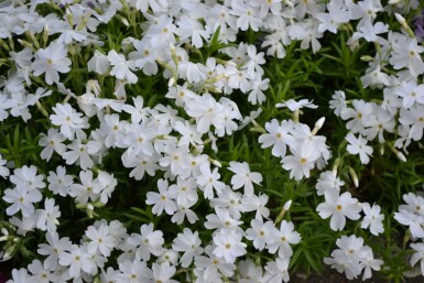 Moss phlox Phlox subulata 'White Delight' 5-10 pot P9 Phlox subulata 'White Delight'