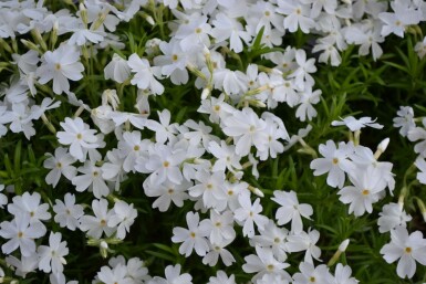 Moss phlox Phlox subulata 'White Delight' 5-10 pot P9 Phlox subulata 'White Delight'