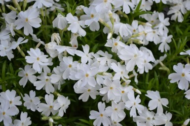 Moss phlox Phlox subulata 'White Delight' 5-10 pot P9 Phlox subulata 'White Delight'