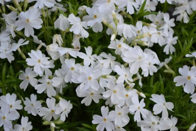 Moss phlox Phlox subulata 'White Delight' 5-10 pot P9