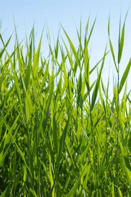 Common reed Phragmites australis 5-10 pot P9 Phragmites australis