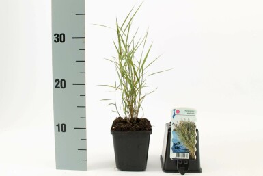 Common reed Phragmites australis 5-10 pot P9 Phragmites australis