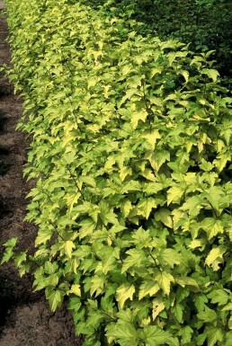 Ninebark Physocarpus opulifolius 'Dart's Gold' shrub 30-40 pot C2,5