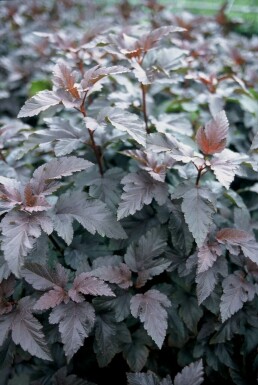 Ninebark Physocarpus opulifolius 'Diabolo' shrub 30-40 pot C3