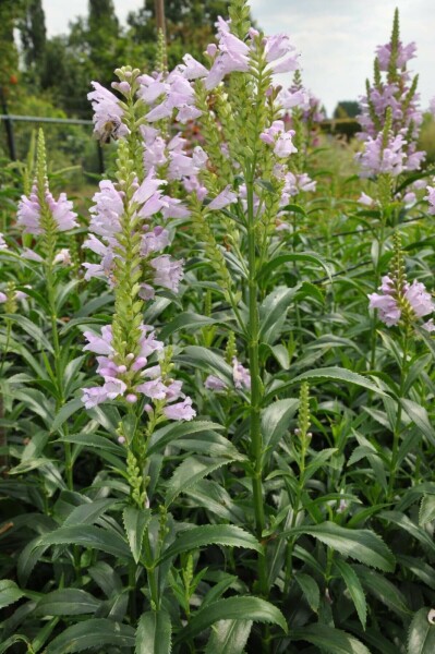Obedient plant Physostegia virginiana 'Bouquet Rose' 5-10 pot P9 Physostegia virginiana 'Bouquet Rose'