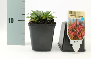 Obedient plant Physostegia virginiana 'Bouquet Rose' 5-10 pot P9
