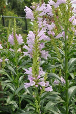 Obedient plant Physostegia virginiana 'Bouquet Rose' 5-10 pot P9