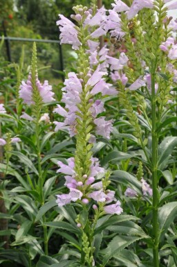 Obedient plant Physostegia virginiana 'Bouquet Rose' 5-10 pot P9 Physostegia virginiana 'Bouquet Rose'