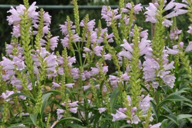 Obedient plant Physostegia virginiana 'Bouquet Rose' 5-10 pot P9