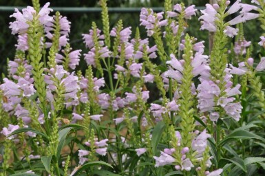 Obedient plant Physostegia virginiana 'Bouquet Rose' 5-10 pot P9 Physostegia virginiana 'Bouquet Rose'