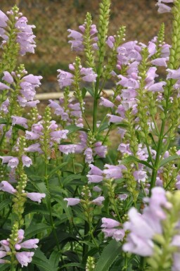 Obedient plant Physostegia virginiana 'Bouquet Rose' 5-10 pot P9 Physostegia virginiana 'Bouquet Rose'