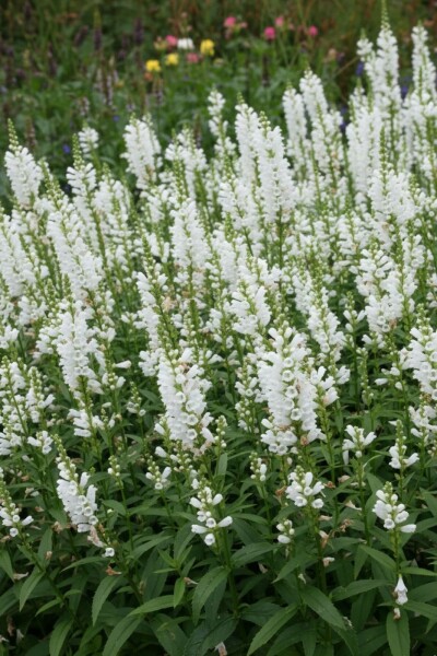 Obedient plant Physostegia virginiana 'Summer Snow' 5-10 pot P9 Physostegia virginiana 'Summer Snow'