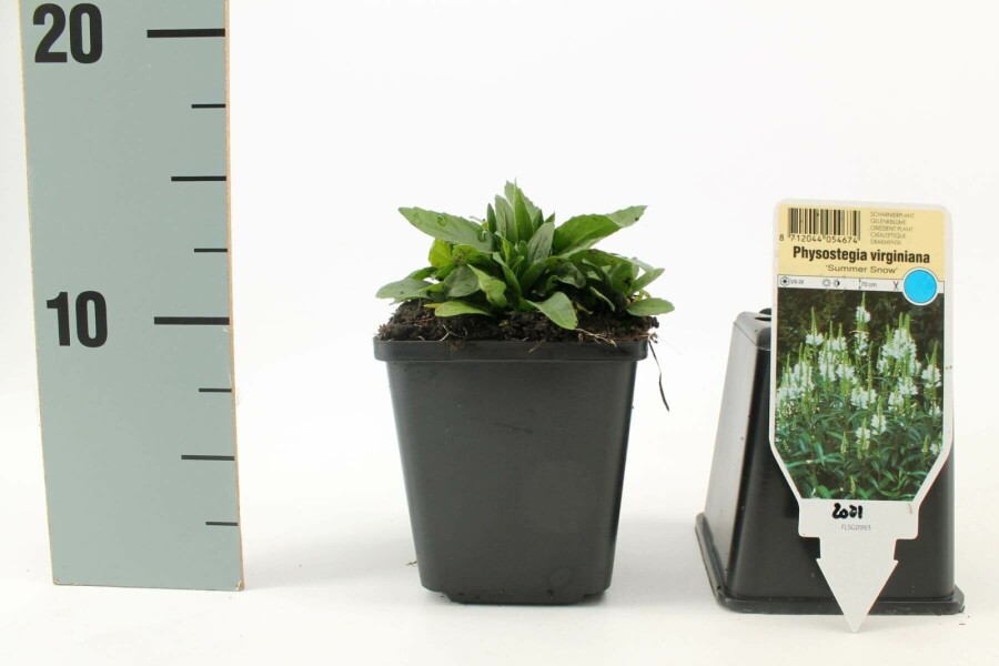 Obedient plant Physostegia virginiana 'Summer Snow' 5-10 pot P9 Physostegia virginiana 'Summer Snow'