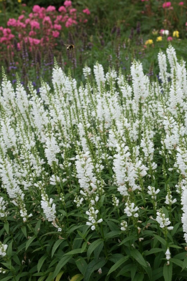 Obedient plant Physostegia virginiana 'Summer Snow' 5-10 pot P9 Physostegia virginiana 'Summer Snow'
