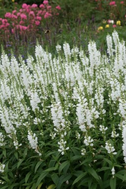 Obedient plant Physostegia virginiana 'Summer Snow' 5-10 pot P9 Physostegia virginiana 'Summer Snow'