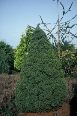 White spruce Picea glauca 'Conica Perfecta' shrub 20-30 pot C2