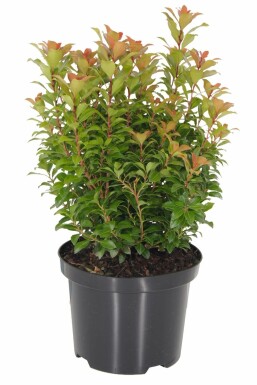 Pieris Pieris japonica 'Little Heath Green' shrub 15-20 pot C2