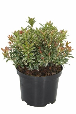 Pieris Pieris japonica 'Little Heath' shrub 15-20 pot C2