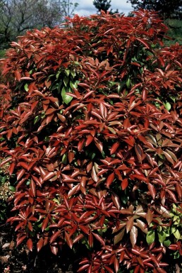 Pieris Pieris japonica 'Mountain Fire' shrub 15-20 pot C2