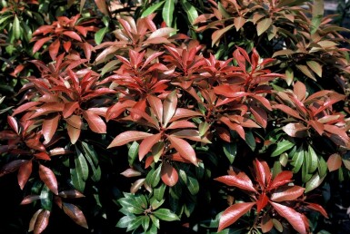 Pieris Pieris japonica 'Mountain Fire' shrub 15-20 pot C2