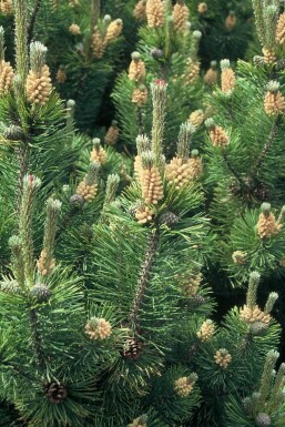 Dwarf mountain pine Pinus mugo shrub 20-30 pot C2