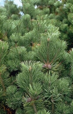Dwarf mountain pine Pinus mugo shrub 20-30 pot C2