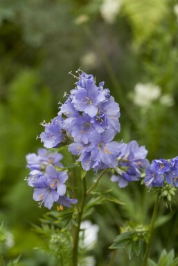 Jacob's ladder Polemonium caeruleum 15-20 pot P9 Polemonium caeruleum