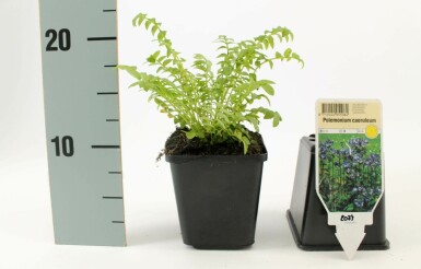 Jacob's ladder Polemonium caeruleum 15-20 pot P9 Polemonium caeruleum