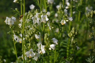 Jacob's ladder Polemonium caeruleum 'Album' 5-10 pot P9 Polemonium caeruleum 'Album'