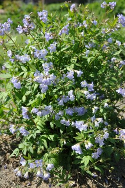 Creeping Jacob's ladder Polemonium reptans 'Blue Pearl' 5-10 pot P9 Polemonium reptans 'Blue Pearl'