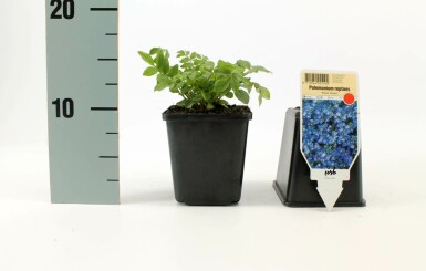 Creeping Jacob's ladder Polemonium reptans 'Blue Pearl' 5-10 pot P9 Polemonium reptans 'Blue Pearl'
