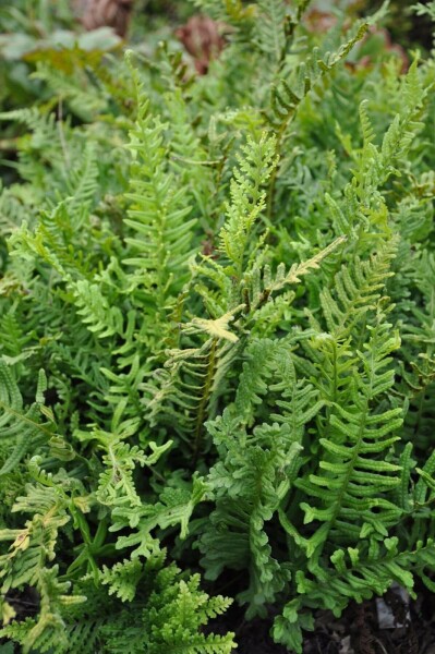 Common polypody Polypodium vulgare 5-10 pot P9 Polypodium vulgare