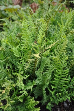 Common polypody Polypodium vulgare 5-10 pot P9 Polypodium vulgare
