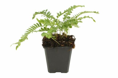 Common polypody Polypodium vulgare 5-10 pot P9 Polypodium vulgare