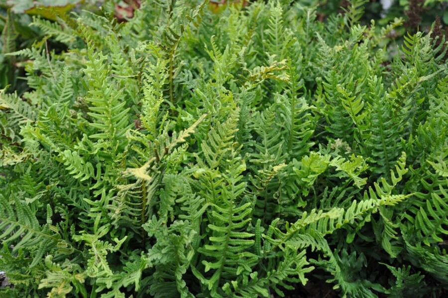 Common polypody Polypodium vulgare 5-10 pot P9 Polypodium vulgare