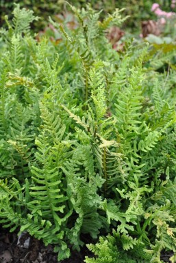 Common polypody Polypodium vulgare 5-10 pot P9 Polypodium vulgare