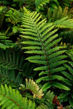 Japanese lace fern Polystichum polyblepharum 5-10 pot P9 Polystichum polyblepharum