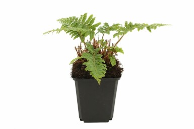 Japanese lace fern Polystichum polyblepharum 5-10 pot P9 Polystichum polyblepharum
