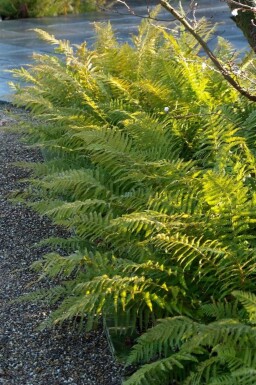 Soft shield fern Polystichum setiferum 5-10 pot P9 Polystichum setiferum
