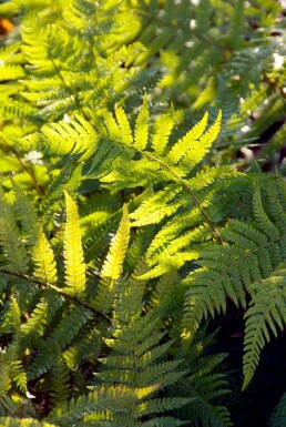 Soft shield fern Polystichum setiferum 5-10 pot P9 Polystichum setiferum