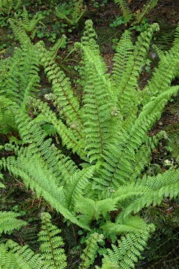 Soft shield fern Polystichum setiferum 'Herrenhaus' 5-10 pot P9 Polystichum setiferum 'Herrenhaus'