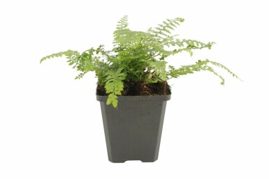 Soft shield fern Polystichum setiferum 'Herrenhaus' 5-10 pot P9 Polystichum setiferum 'Herrenhaus'