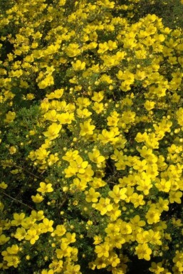 Golden cinquefoil Potentilla aurea 5-10 pot P9