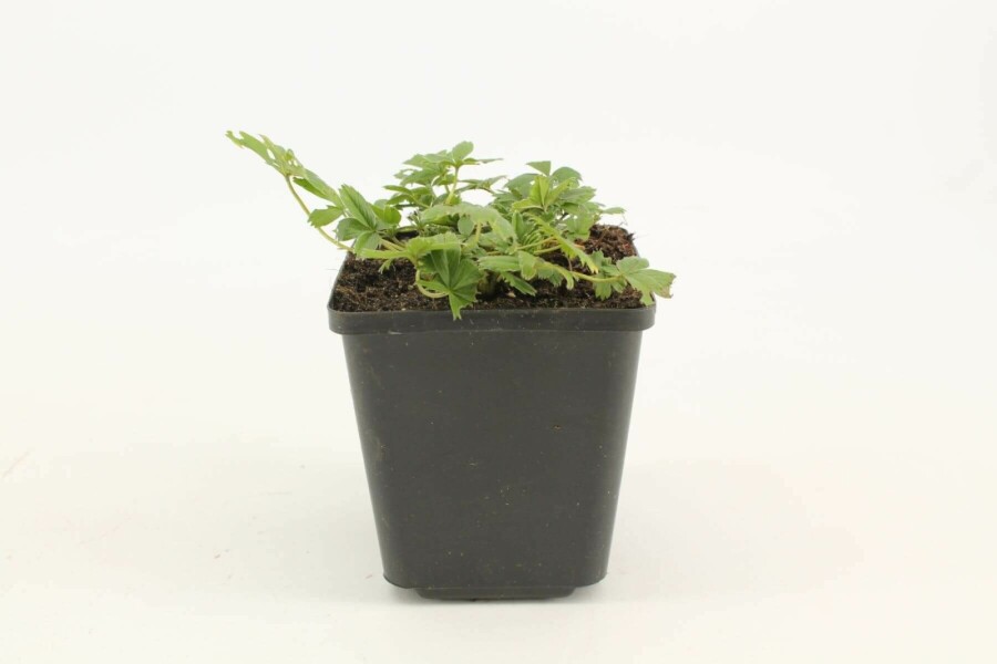 Golden cinquefoil Potentilla aurea 5-10 pot P9 Potentilla aurea