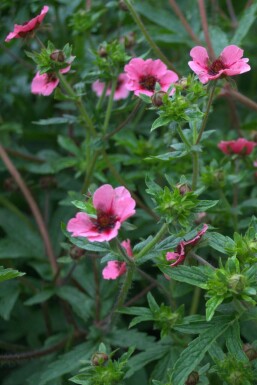 Nepalese cinquefoil Potentilla nepalensis 'Miss Willmott' 5-10 pot P9